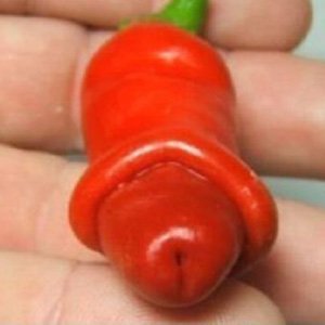 Der Chili Willy – Chilischoten, die wie Penisse aussehen!